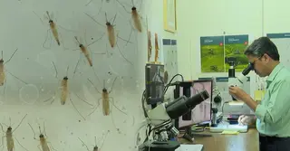 রাজধানীতে ম্যালেরিয়া ছড়ানোর শঙ্কা; তিন মাসেই আক্রান্ত ৪৬০